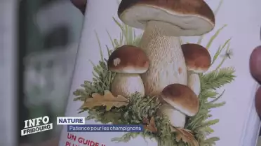 Patience pour les champignons