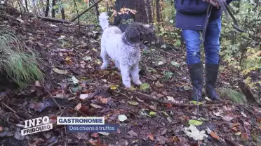 Des truffes et des chiens