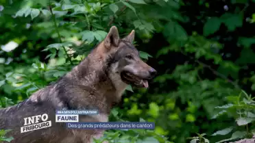Des grands prédateurs dans le canton
