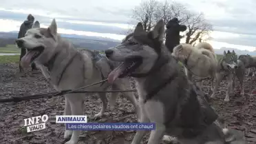 Du chien de traineau sans neige