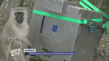 Des écrans tactiles pour étudier les singes