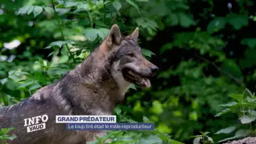 Le loup tiré était le mâle reproducteur