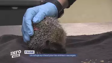 Un refuge au chaud pour les animaux sauvages