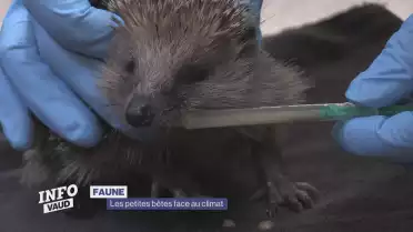 Les petites bêtes face au climat