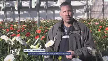 La production de roses, un prolème épineux