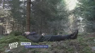 La forêt, une définition du bien &quot;hêtre&quot;