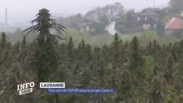 Feu vert de l’OFSP pour le projet Cann-L