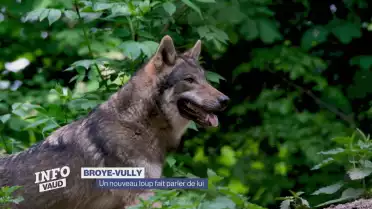 Un nouveau loup dans la Broye-Vully