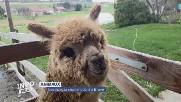 Les alpagas s&#039;invitent dans la Broye