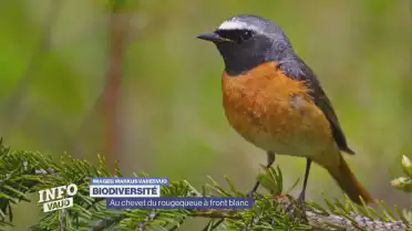 Au chevet du rougequeue à front blanc