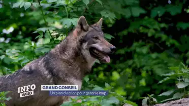 Un plan d&#039;action pour gérer le loup