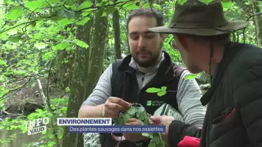 Des plantes sauvages dans nos assiettes