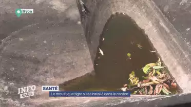 Le moustique tigre s&#039;est installé dans le canton