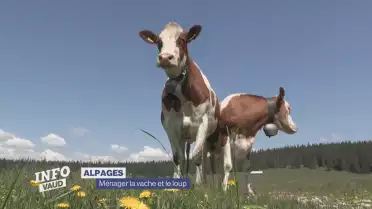 Alpages: comment cohabiter avec les loups ?