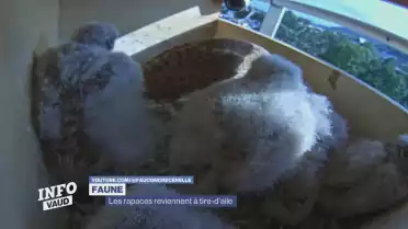 Les rapaces reviennent à tire-d&#039;aile