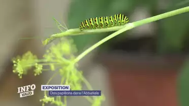 Des papillons dans l&#039;Abbatiale