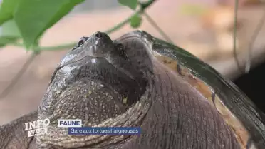 Gare aux tortues hargneuses !