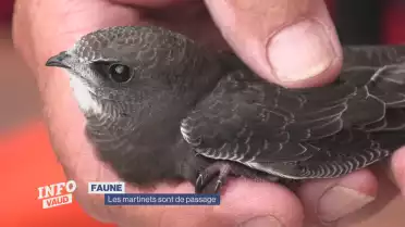 Les martinets sont de passage