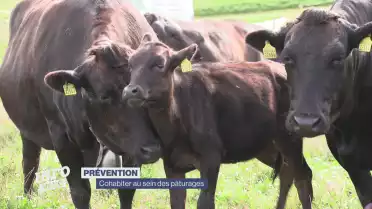 Comment cohabiter dans les pâturages ?