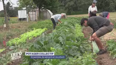 Ensemble, ils sèment et récoltent