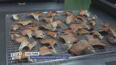 Des champignons plutôt particuliers