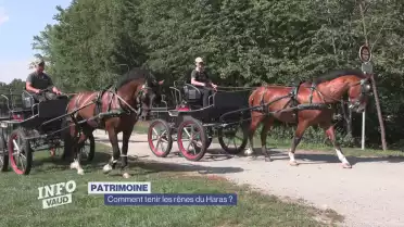 Comment tenir les rênes du Haras national ?