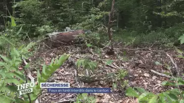 Feux en forêt interdits dans le canton