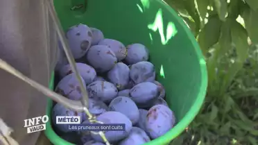 Une récolte de pruneaux placée sous le signe de la qualité