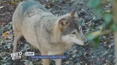 Tirs de régulation du loup au Mont Tendre