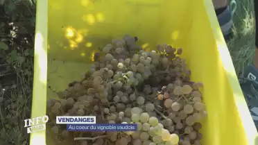Les vendanges à portée de main