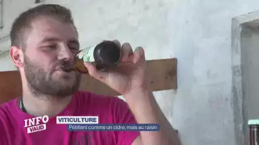 Pétillant comme un cidre, mais au raisin