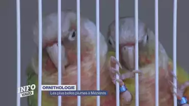 Ornithologie : Les plus belles plumes à Mézières