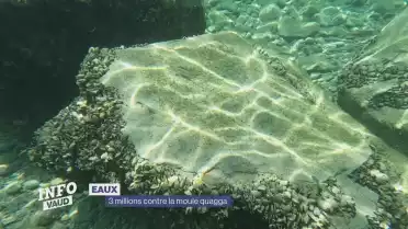 3 millions supplémentaires contre la moule quagga