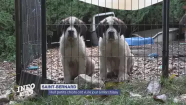 Huit petits Saint-Bernard ont vu le jour à Marchissy