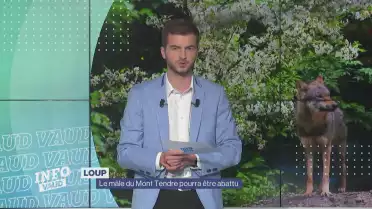 Le mâle du Mont-Tendre pourra être abattu
