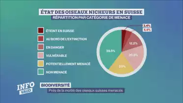 Près de la moitié des oiseaux suisses menacés