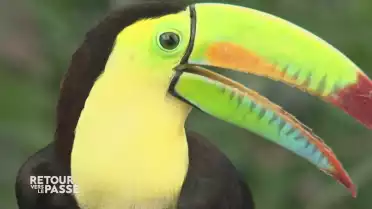 Retour vers le passé des zoos et parcs animaliers