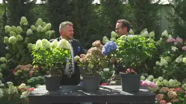 Les Hortensias