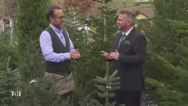 Les Sapins