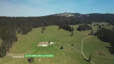 Dossier du mois - La flore des alpages