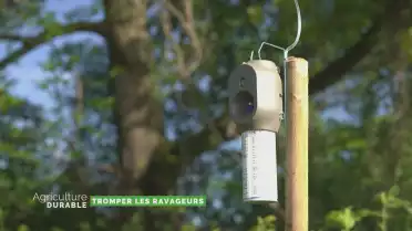 Dossier du mois - Tromper les ravageurs