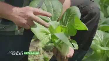 Zoom sur le pak-choï