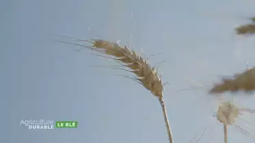 Zoom sur le blé