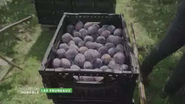 Zoom sur le pruneau