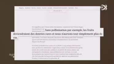 Le chiffre déchiffré - Pollinisation et vigne