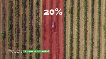 Le chiffre déchiffré - Lutte contre la flavescence dorée
