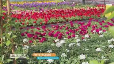 Pittet Fleurs