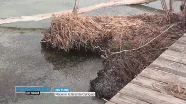 À la rescousse des pontons de la Grande Cariçaie