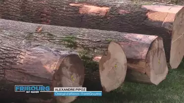Le bois sur le devant de la scène