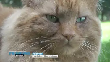 Les chats sont trop nombreux
